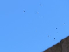 Milvus migrans migrans