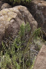 Cheilanthes quadripinnata
