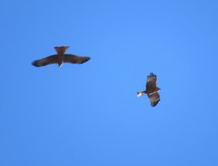 Milvus migrans migrans