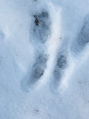 Sciurus carolinensis