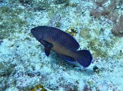 Cephalopholis taeniops