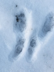 Sciurus carolinensis