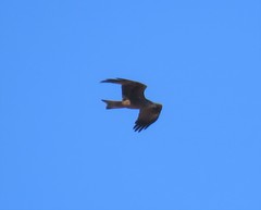 Milvus migrans migrans