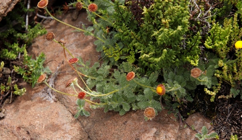 Cotula socialis, photograph 2