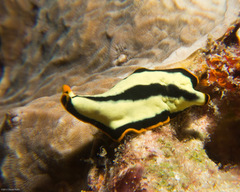 Pseudoceros dimidiatus