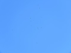 Milvus migrans migrans