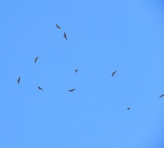 Milvus migrans migrans