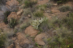 Selago densiflora