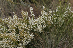 Selago densiflora