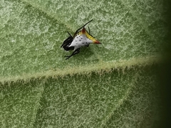Micrathena bicolor