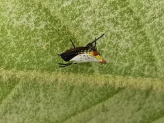 Micrathena bicolor
