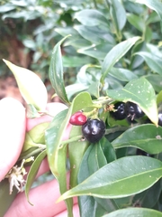 Sarcococca