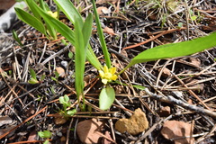 Ranunculus alismifolius alismifolius