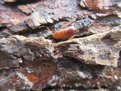 Parcoblatta virginica