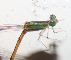 Aciagrion gracile