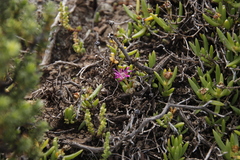 Delosperma lavisiae