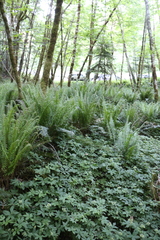 Hydrophyllum tenuipes