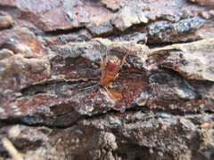 Parcoblatta virginica
