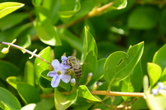 Apis mellifera