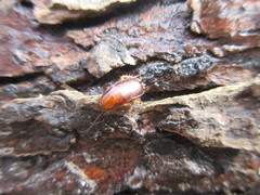 Parcoblatta virginica