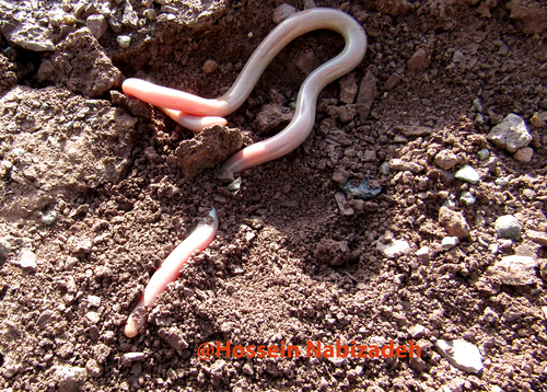 Eurasian Blind Snake, photo 10 of 10