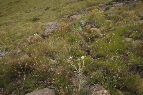 Glumicalyx nutans, photograph 4
