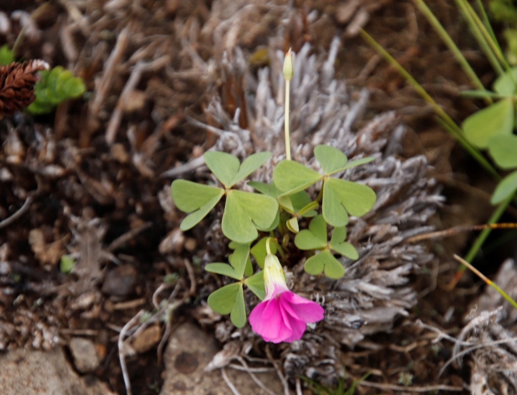 Windmill Sorrel