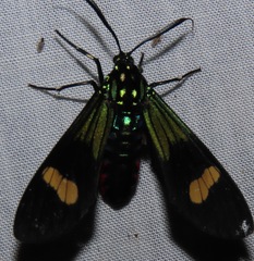 Belemniastis whiteleyi