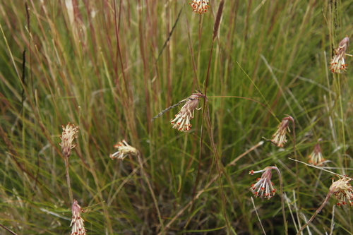 Glumicalyx nutans, photograph 2