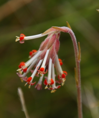 Glumicalyx nutans, photograph 3
