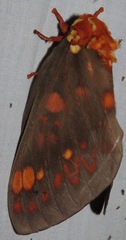 Citheronia