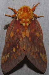 Citheronia andina