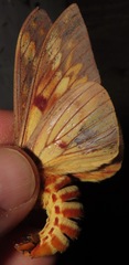 Citheronia andina