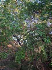 Pithecellobium dulce