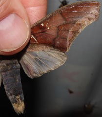 Colax apulus
