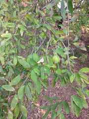 Pithecellobium dulce