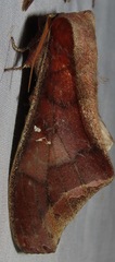 Colax apulus