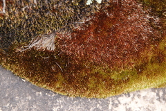 Imbribryum alpinum
