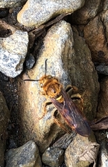 Xanthocampsomeris hesterae