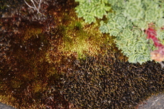 Imbribryum alpinum