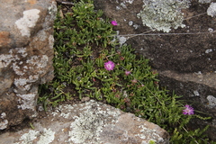 Delosperma lavisiae