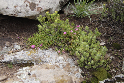 Delosperma lavisiae, photograph 4