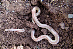 Xerotyphlops vermicularis