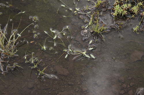 Limosella inflata (Limosella inflata)