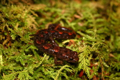 Desmognathus abditus