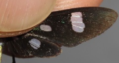 Leucotmemis nexa