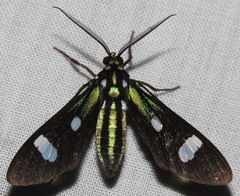 Leucotmemis nexa