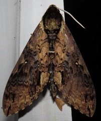 Manduca scutata