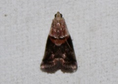 Acrobasis palliolella