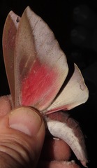 Othorene winbrechlini